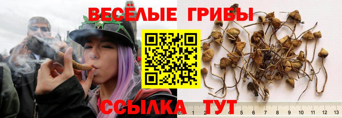 Галлюциногенные грибы Magic Shrooms  Вход с VPN  Псилоцибиновые грибы Psilocybe  Кириши 